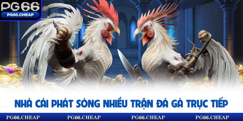 Nhà cái phát sóng nhiều trận đá gà trực tiếp